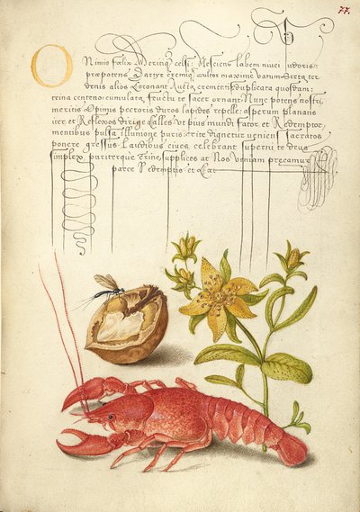 Insect, English Walnut, Saint John