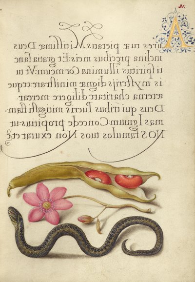 Kidney Bean, Poppy Anemone, and Adder by Joris Hoefnagel
