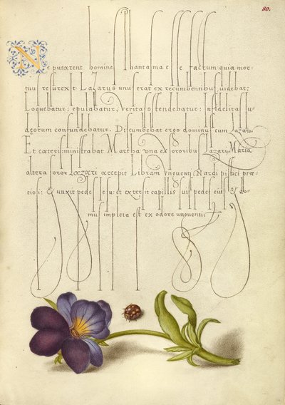 Ladybird and European Wild Pansy by Joris Hoefnagel
