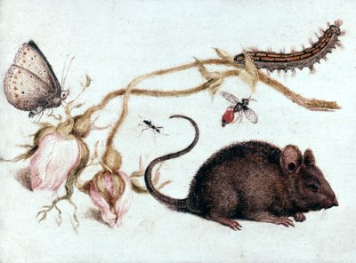 Mouse, Flower and Insect by Joris Hoefnagel