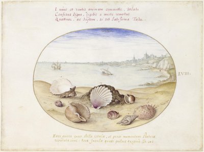 Shells and View of Cadiz, Plate LVIII by Joris Hoefnagel