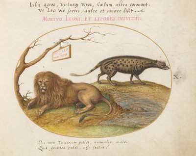 Plate 10: A Lion and a Civet Cat by Joris Hoefnagel