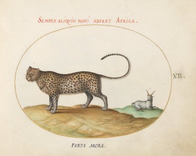 Plate 12: A Cheetah(?) and a Wild Sheep by Joris Hoefnagel