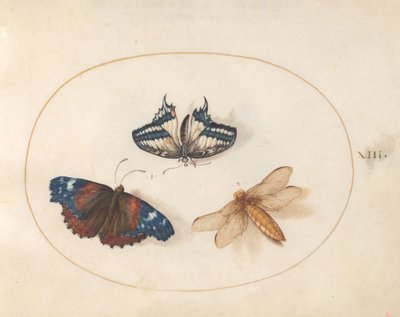 Plate 13: Yellow Swallowtail and Red Admiral Butterflies with a Dragonfly (Broad-Bodied Chaser?) by Joris Hoefnagel