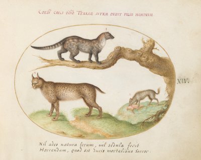 A Civet, a Lynx, and a Hyena by Joris Hoefnagel