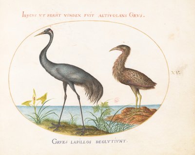 Plate 15: Crane and Bittern(?) by Joris Hoefnagel