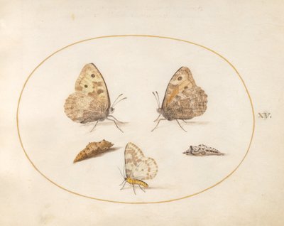 Grayling Butterfly, Magpie Moth, and Two Chrysalides (Plate 15) by Joris Hoefnagel