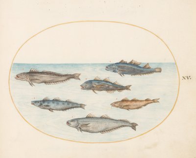 Plate 15: Six Asellorum Fish (Cod?) by Joris Hoefnagel