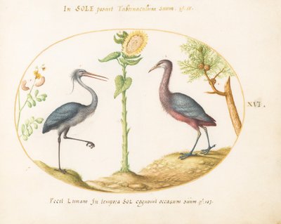 Plate 16: Two Herons(?) with a Sunflower by Joris Hoefnagel