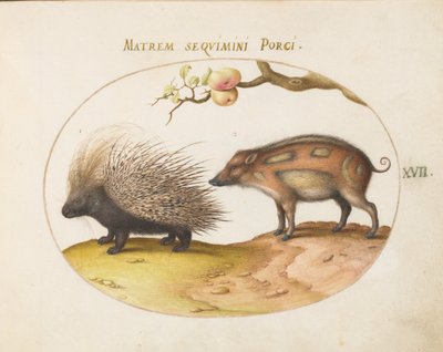 Plate 17: Crested Porcupine and Wild Pig by Joris Hoefnagel