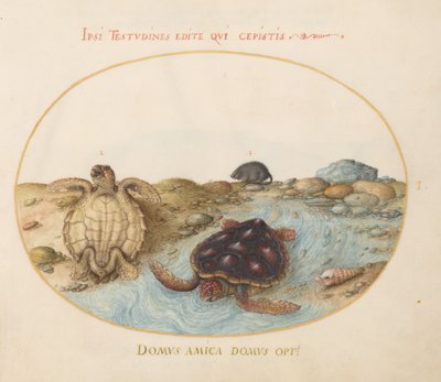 Plate 1: Turtles, a Muskrat, and Shells by Joris Hoefnagel
