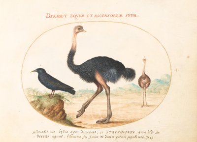 Plate 1: Two Ostriches and a Starling by Joris Hoefnagel