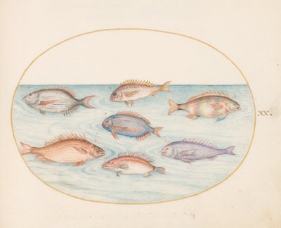 Plate 20: Sea Bream, Dentex, Sargo, and Other Fish by Joris Hoefnagel