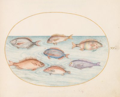 Plate 20: Sea Bream, Dentex, Sargo, and Other Fish by Joris Hoefnagel