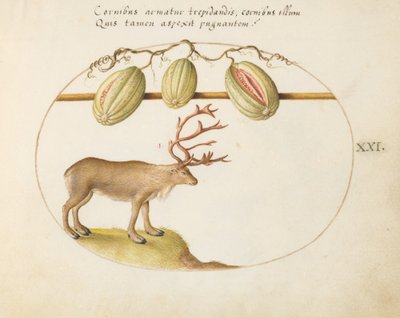 Plate 21: Reindeer with Melons by Joris Hoefnagel