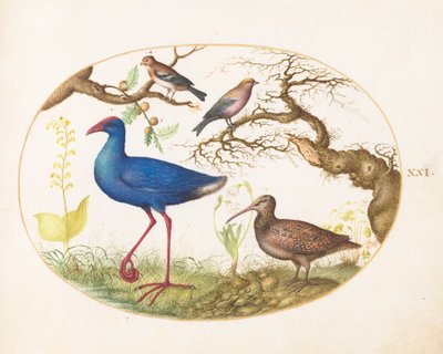 Plate 21: Swamp Hen and Woodcock with a Streaked Rosefinch, a Finch, and Oak Galls by Joris Hoefnagel