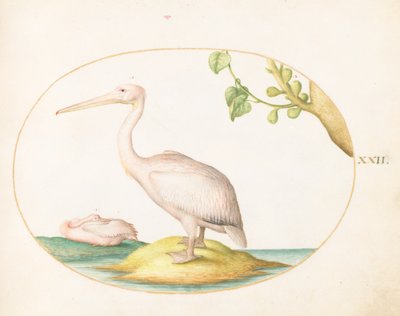Plate 22: Two White Pelicans with a Sycamore Fig by Joris Hoefnagel
