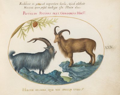 Plate 24: A Wild Goat and a Barbary Sheep by Joris Hoefnagel