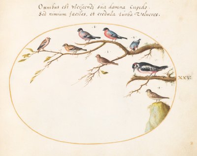 Plate 25: Great Spotted Woodpecker, Bullfinches, Sparrows, and Other Birds by Joris Hoefnagel