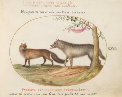 A Red Fox and a Wolf by Joris Hoefnagel