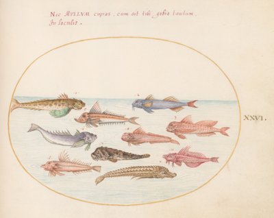 Gurnards, Dragonets, and Other Fish (Plate 26) by Joris Hoefnagel