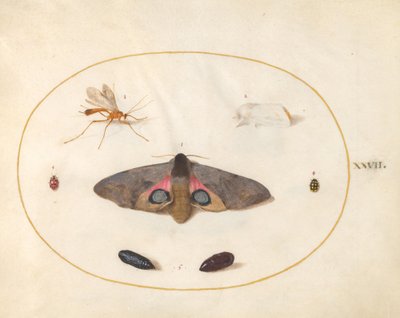 Plate 27: Two Moths, Two Chrysalides, and Other Insects by Joris Hoefnagel
