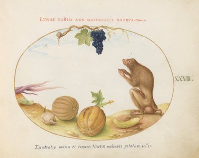 Plate 28: A 