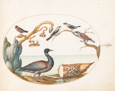Plate 28: Barnacle Goose with Shrikes and Other Birds by Joris Hoefnagel