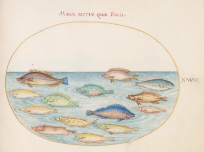 Plate 28: Sea Bream(?) and Other Fish by Joris Hoefnagel