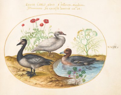 Plate 29: Geese with Poppies and a Cyclamen by Joris Hoefnagel