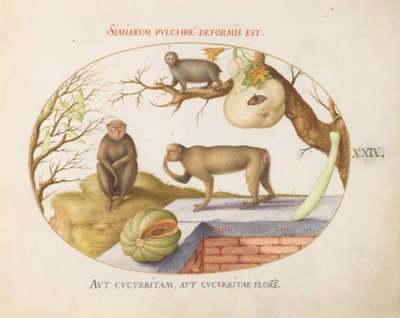 Plate 29: Two Monkeys, an Arctopithecus (Sloth?) and Fruit by Joris Hoefnagel