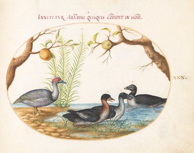 Plate 30: A Muscovy Duck, a Four-Legged Duck, and Two Other Birds by Joris Hoefnagel