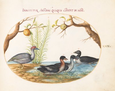Plate 30: A Muscovy(?) Duck, a Four-Legged Duck, and Two Other Birds by Joris Hoefnagel