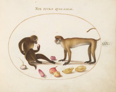 Plate 30: Two Monkeys by Joris Hoefnagel