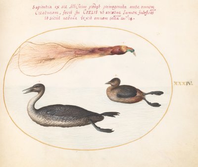 Plate 34: Bird of Paradise with Merganser(?) and Grebe(?) by Joris Hoefnagel