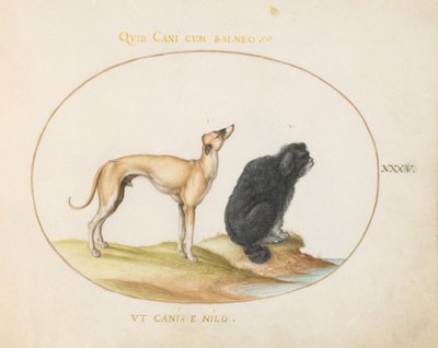 Plate 35: A Hound and a Water Spaniel by Joris Hoefnagel