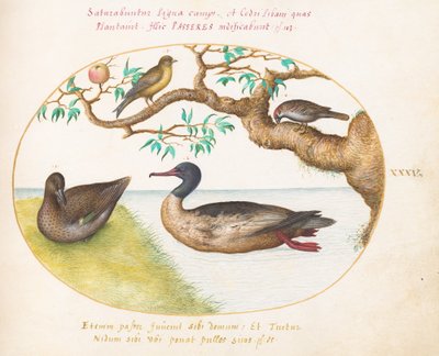 Female Green-Winged Teal, Red-Breasted Merganser(?), Sparrow, and a Greenfinch(?) by Joris Hoefnagel