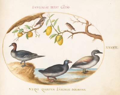 Plate 37: Three Waterfowl with Two Birds Perched in Citrus Trees by Joris Hoefnagel