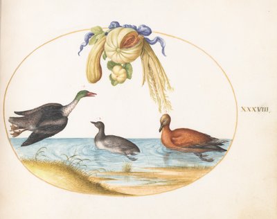 Merganser with Two Other Waterfowl and a Garland of Melons and Gourds (Plate 38) by Joris Hoefnagel