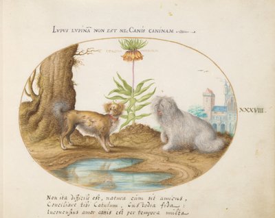Plate 38: Two Small Dogs with a Crown Imperial by Joris Hoefnagel