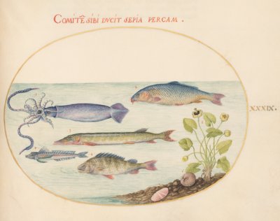 Plate 39: Squid, Gurnard, Pike, and Other Fish by Joris Hoefnagel
