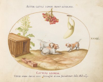 Plate 39: Three Puppies with a Crate and a Bunch of Grapes by Joris Hoefnagel