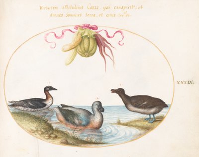 Plate 39: Three Waterfowl, One with Blue Feet, Beneath a Garland of Produce by Joris Hoefnagel