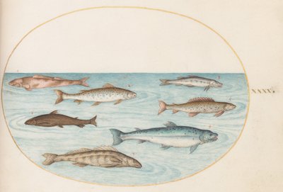 Plate 40: Salmon, Trout, and Freshwater(?) Fish by Joris Hoefnagel