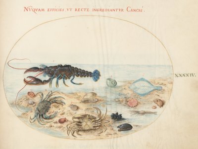Plate 44: Lobster, Two Crabs, Scallop Shells, and Other Sea Life by Joris Hoefnagel
