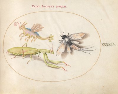 Plate 44: Mantis and Mayfly with an Imaginary Insect by Joris Hoefnagel