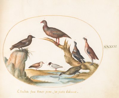 Plate 45: Gulls and Other Birds on a Shore by Joris Hoefnagel