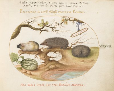 Plate 48: Guinea Pig and Hedgehogs with Melon and Cobnuts by Joris Hoefnagel