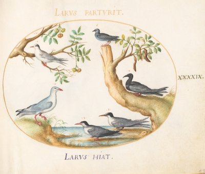 Plate 49: Gulls with a Carob Tree and a Pistachio Tree by Joris Hoefnagel