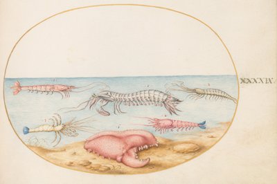 Plate 49: Mantis Shrimp and the Claw of a European Crayfish by Joris Hoefnagel